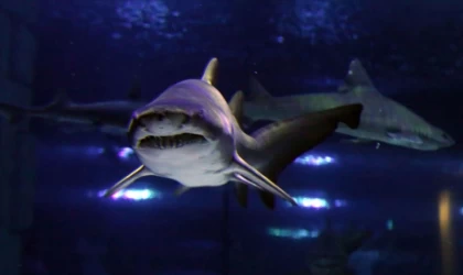 Avustralya'da kaplan köpek balığının dikenli karıncayiyeni kusması bilim insanlarını şaşırttı