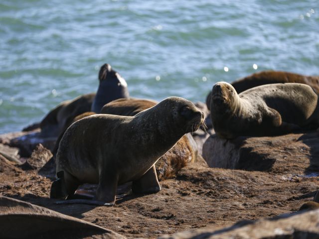 Mar del Plata sahilinde doğal yaşam