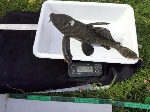 Eskişehir'de sulara bırakılan akvaryum balıkları tehlike saçıyor