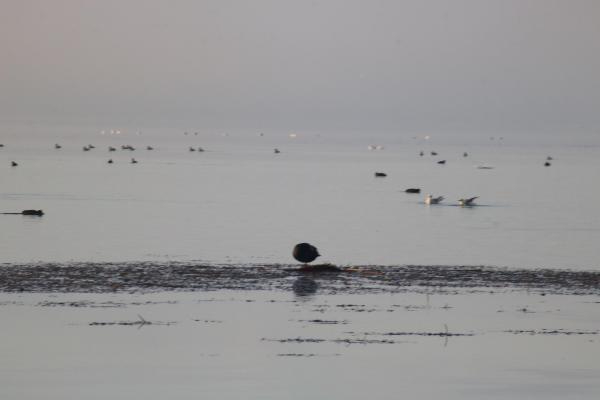 Kısıtlamayla Beyşehir Gölü'ndeki kuş sayısı arttı
