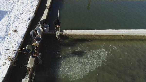 12 ton alabalık telef oldu