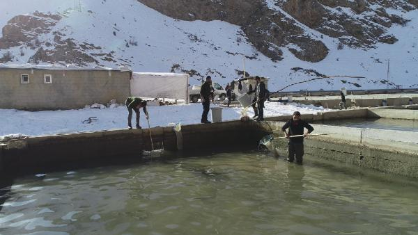 12 ton alabalık telef oldu