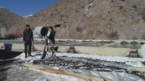 12 ton alabalık telef oldu