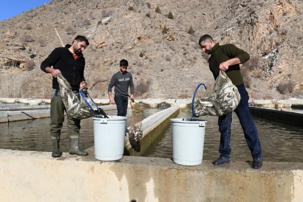 12 ton alabalık telef oldu