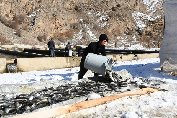 12 ton alabalık telef oldu