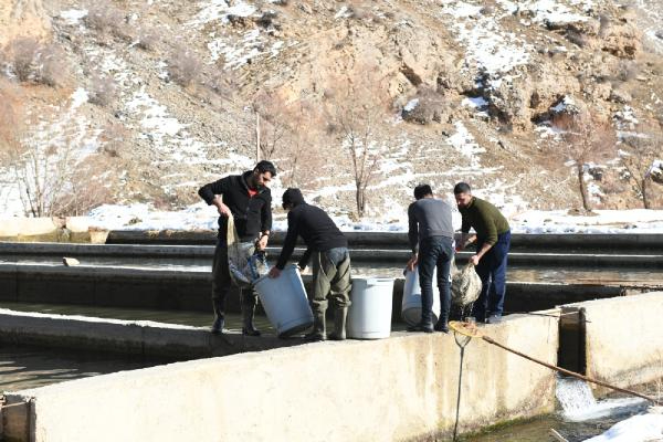 12 ton alabalık telef oldu