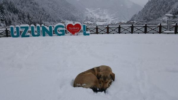 Trabzon Uzungöl'den manzaralar