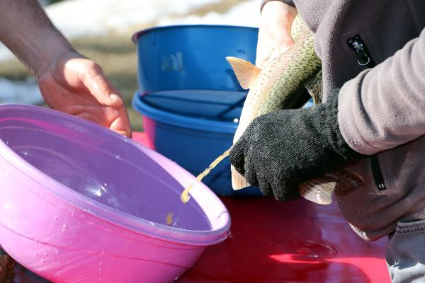 Alabalık sağım işlemi başladı