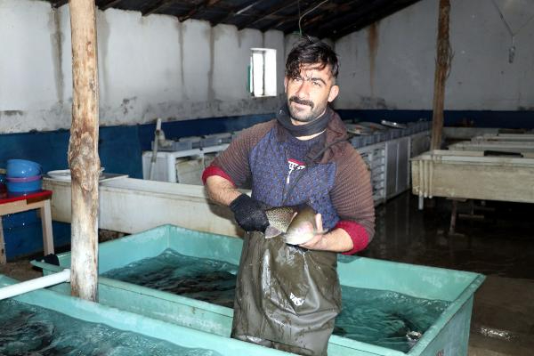 Alabalık sağım işlemi başladı