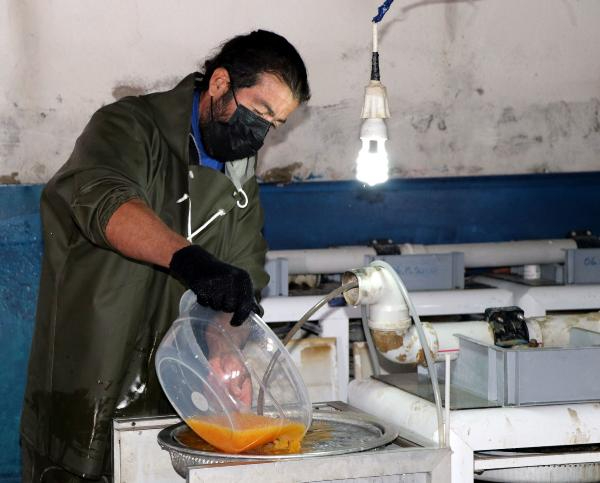 Alabalık sağım işlemi başladı