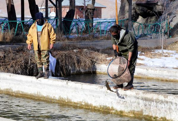Alabalık sağım işlemi başladı