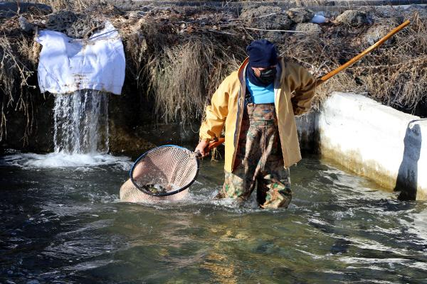 Alabalık sağım işlemi başladı