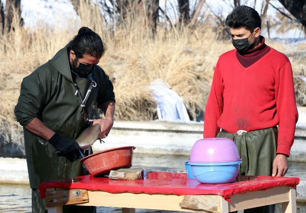 Alabalık sağım işlemi başladı
