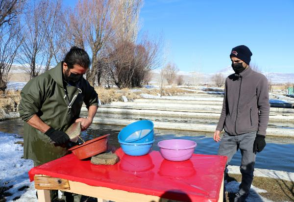 Alabalık sağım işlemi başladı