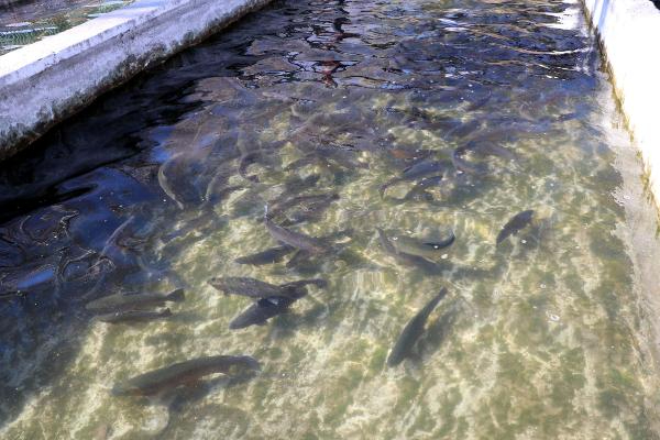 Alabalık sağım işlemi başladı