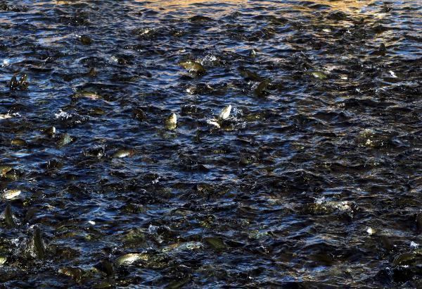 Alabalık sağım işlemi başladı