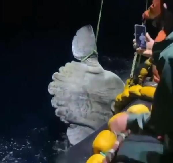 Balıkçıların ağına dev 'ay balığı' takıldı
