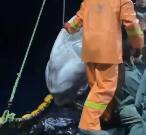 Balıkçıların ağına dev 'ay balığı' takıldı
