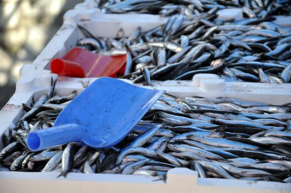 Kooperatifi Başkanı: Balığa karşı katliamlar yaptık