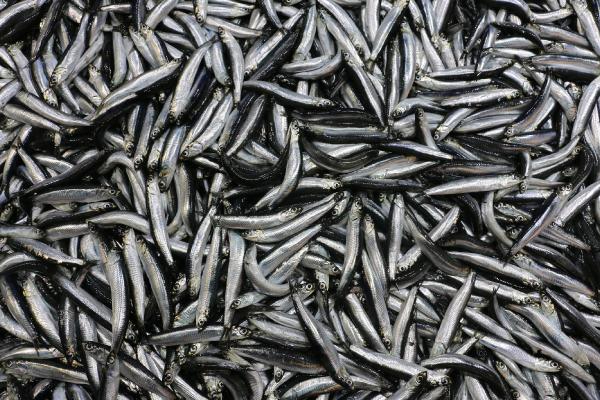 Kooperatifi Başkanı: Balığa karşı katliamlar yaptık