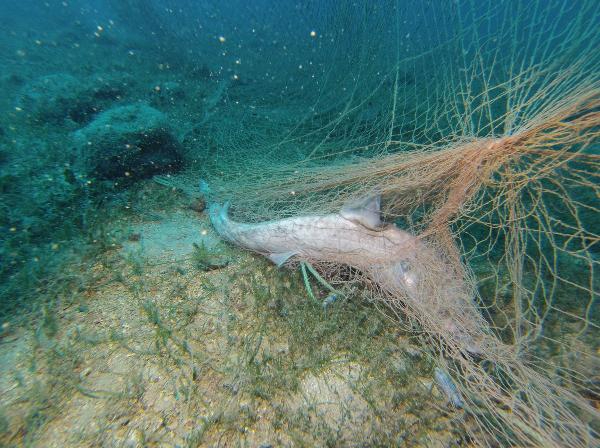 Deniz çayırlarını korumak için harekete geçtiler