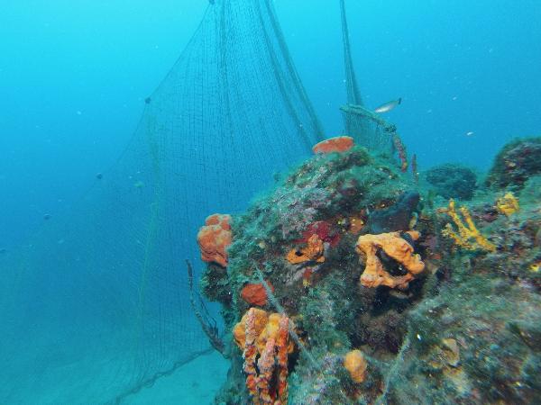 Deniz çayırlarını korumak için harekete geçtiler