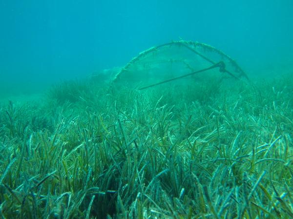 Deniz çayırlarını korumak için harekete geçtiler