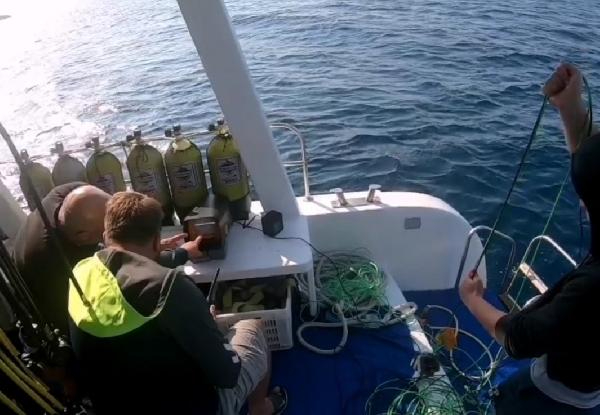 Deniz çayırlarını korumak için harekete geçtiler