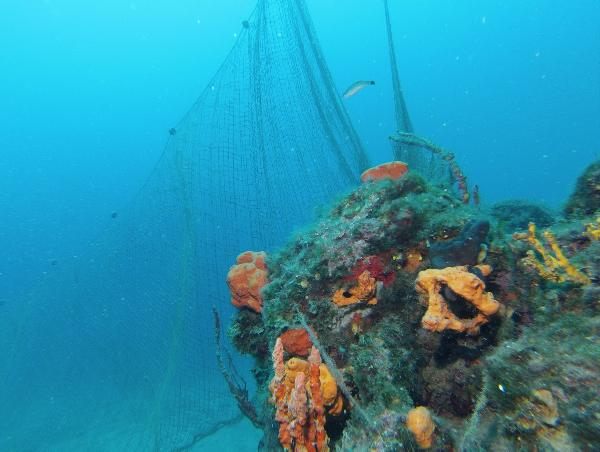 Deniz çayırlarını korumak için harekete geçtiler
