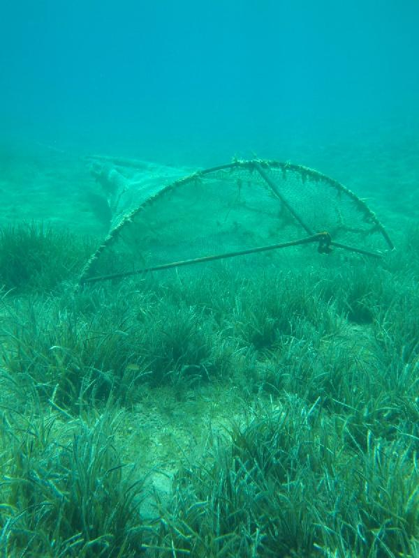 Deniz çayırlarını korumak için harekete geçtiler
