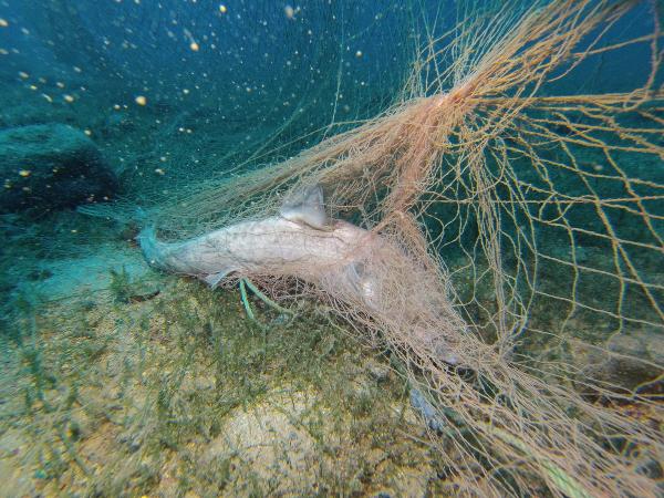 Deniz çayırlarını korumak için harekete geçtiler