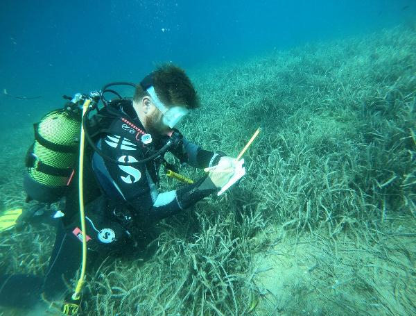Deniz çayırlarını korumak için harekete geçtiler