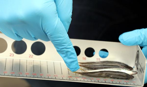 Van'da 'balon balığı' denetimi