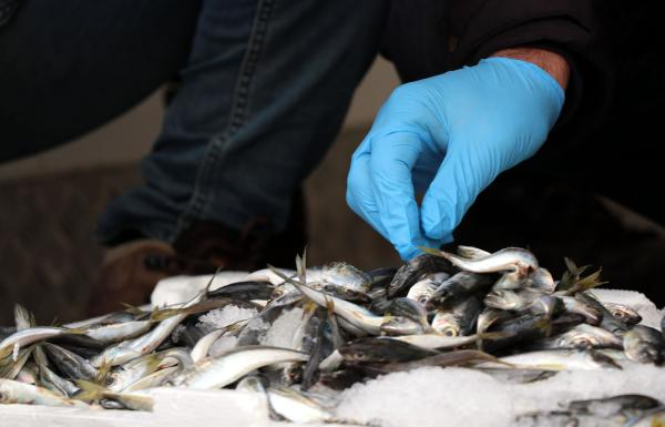 Van'da 'balon balığı' denetimi