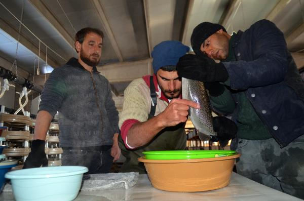 Muş'tan Japonya'ya da somon ihracı