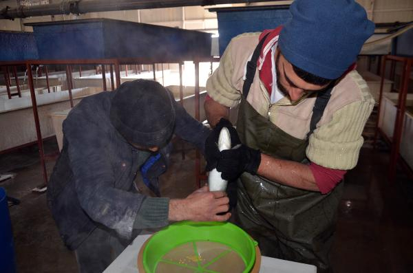 Muş'tan Japonya'ya da somon ihracı