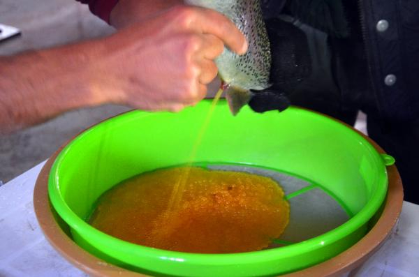 Muş'tan Japonya'ya da somon ihracı