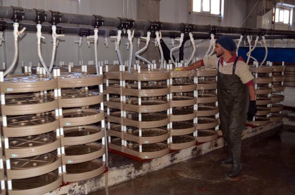 Muş'tan Japonya'ya da somon ihracı