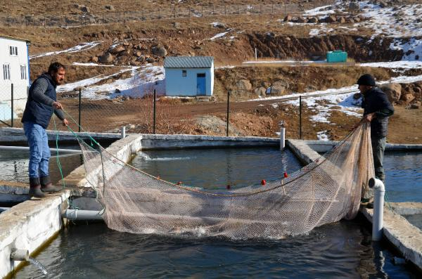 Muş'tan Japonya'ya da somon ihracı