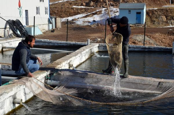 Muş'tan Japonya'ya da somon ihracı