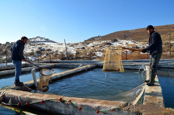 Muş'tan Japonya'ya da somon ihracı