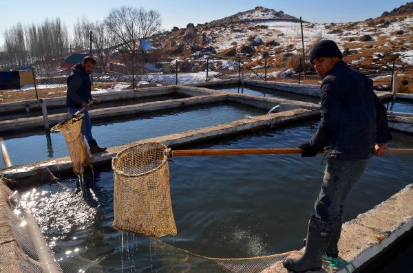Muş'tan Japonya'ya da somon ihracı