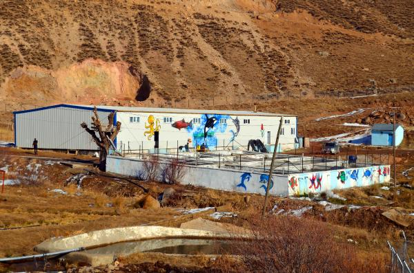 Muş'tan Japonya'ya da somon ihracı