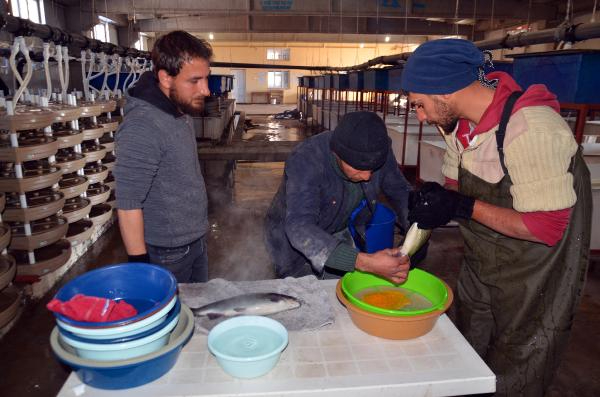 Muş'tan Japonya'ya da somon ihracı