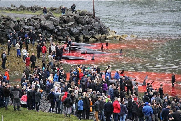 Faroe Adaları'nda 1.428 balina ve yunus öldürüldü