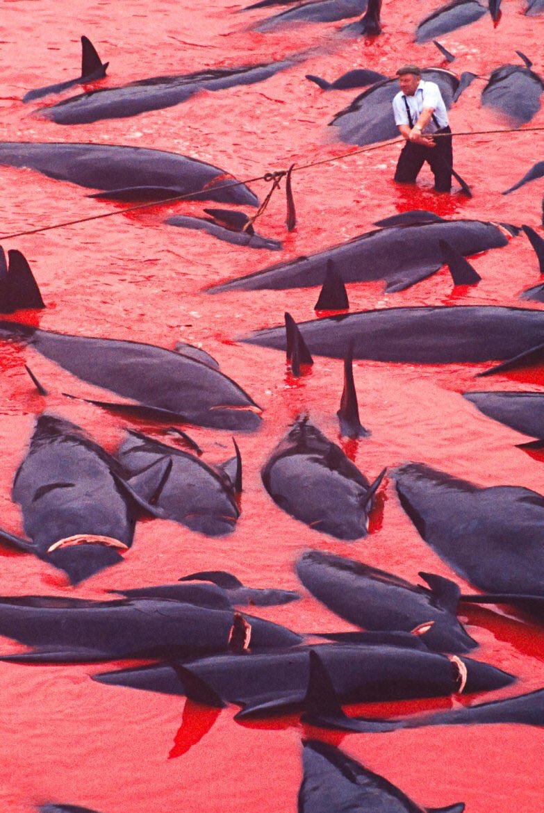 Faroe Adaları'nda 1.428 balina ve yunus öldürüldü