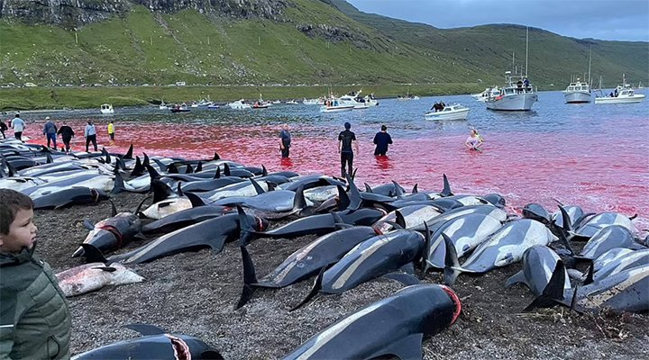 Faroe Adaları'nda 1.428 balina ve yunus öldürüldü