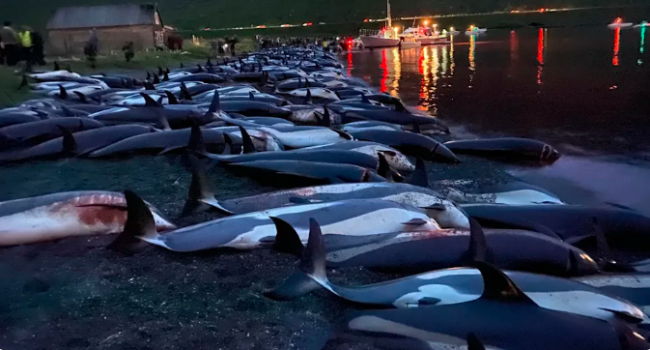 Faroe Adaları'nda 1.428 balina ve yunus öldürüldü