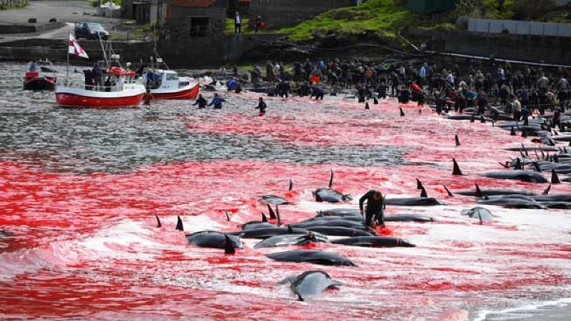 Faroe Adaları'nda 1.428 balina ve yunus öldürüldü