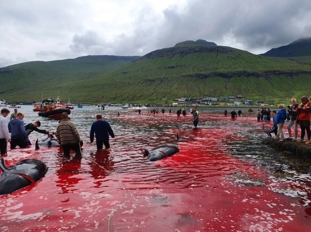 Faroe Adaları'nda 1.428 balina ve yunus öldürüldü